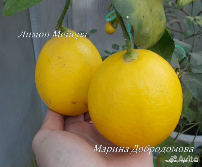 Лимон Мейера