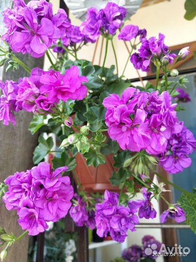 Пеларгония герань