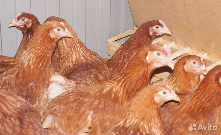 Куры-несушки