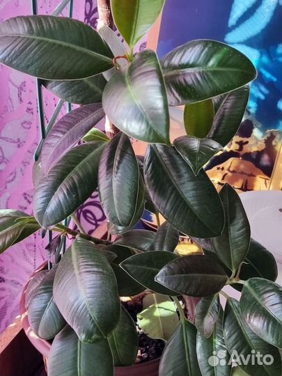 Фикусы бенджамина, каучуковый