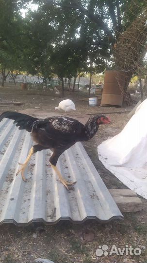 Бойцовая птица