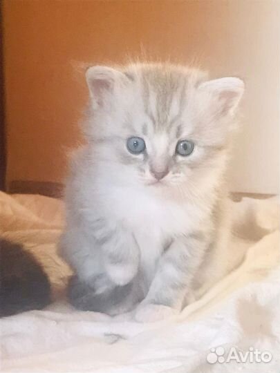 Британских котята в хорошие руки