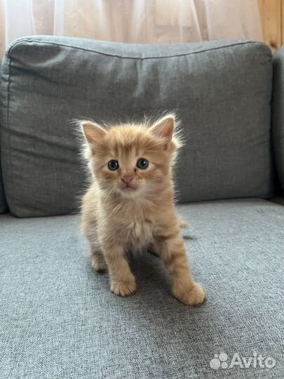 Котята рыжие бесплатно