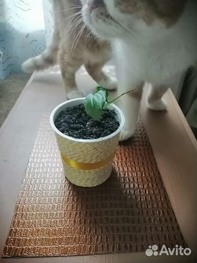 Спатифиллум, ананас, денежное дерево