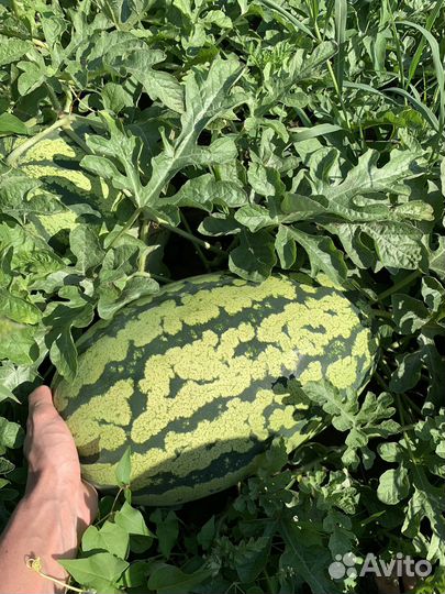 Арбуз Оптом