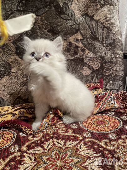 Отдадим котика