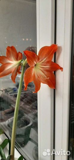 Гиппиаструм. Лилия цветок