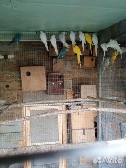 Ожереловый попугай