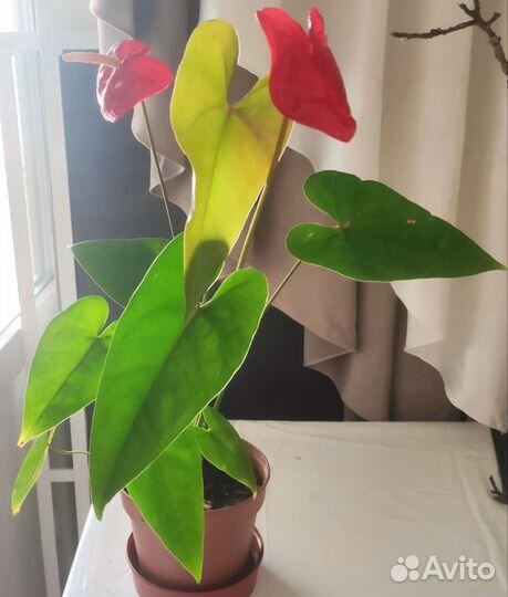 Комнатные цветы антуриум