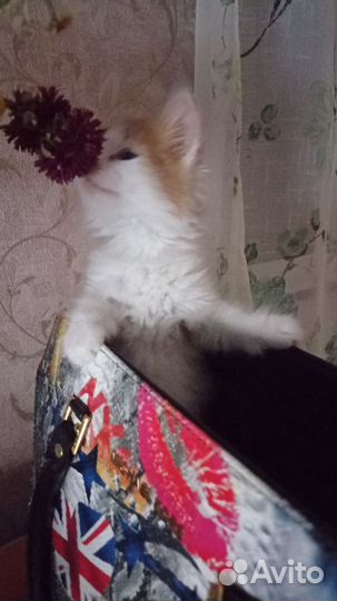 Котенок девочка