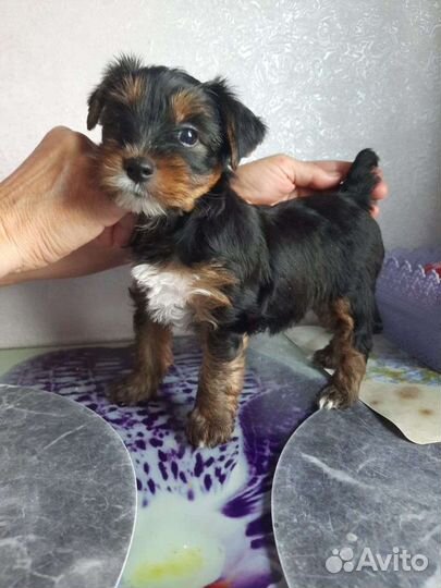 Йоркширский терьер