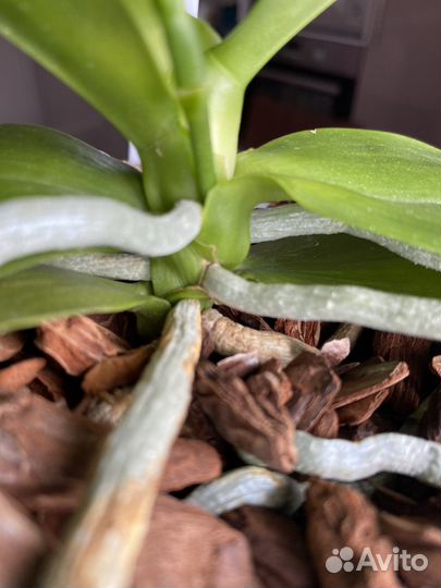 Фаленопсис LD's Bear King 'RH-3'