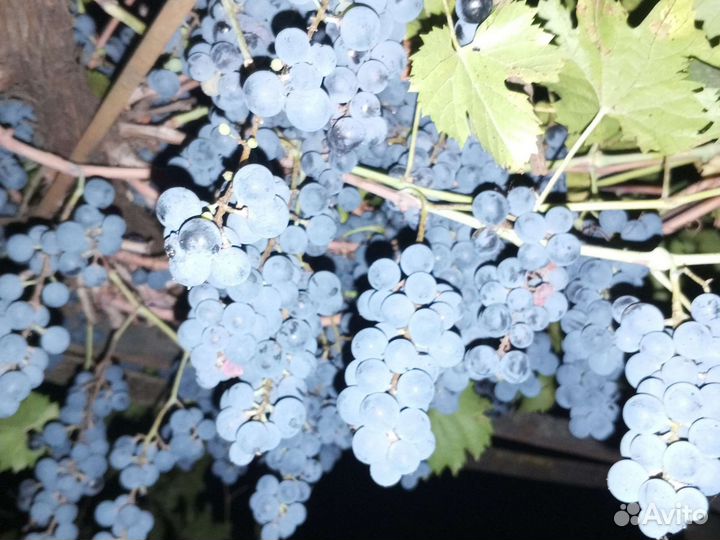 Продукты питания