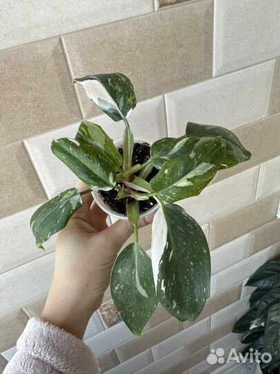 Филодендрон белая принцесса