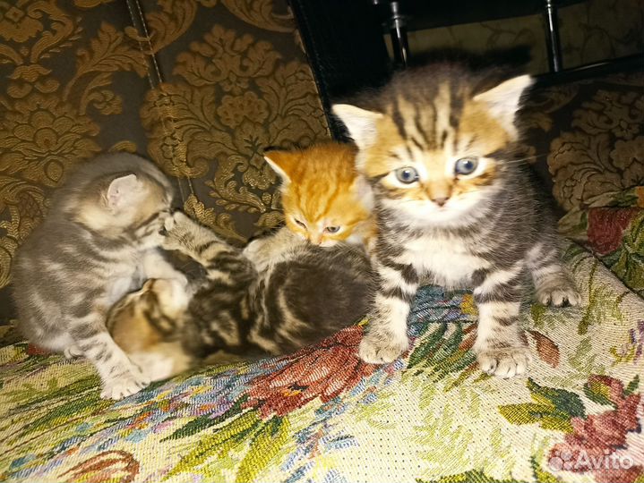 Шотландская