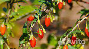 Годжи (шамбала, дереза)