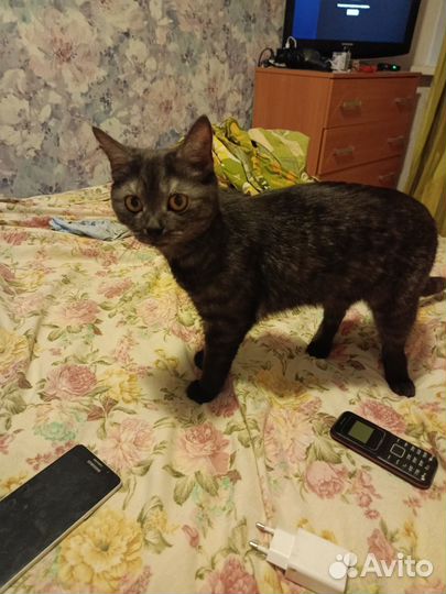 Отдам кочешку