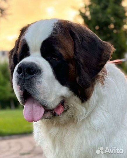 Сенбернар вязка