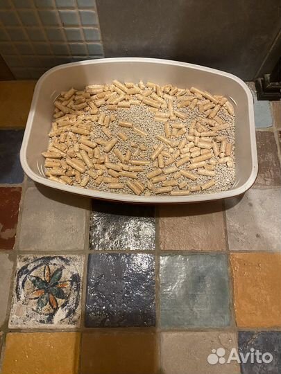 Черепаховая кошка