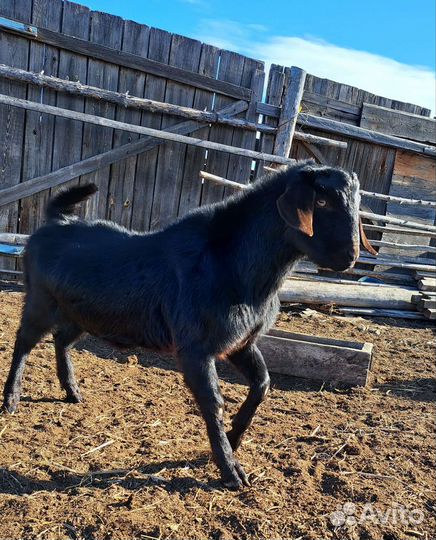 Козёл нубийский