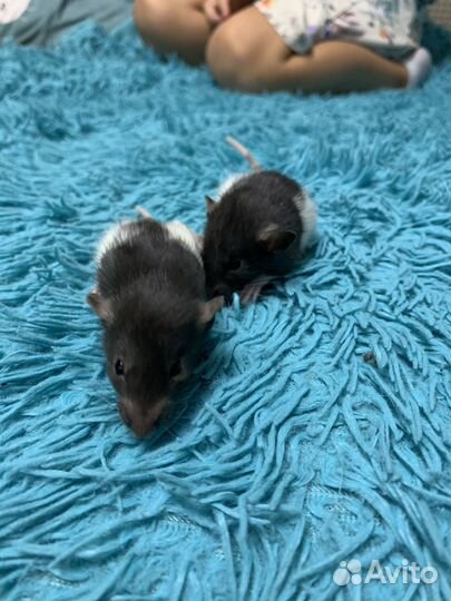 Крысята дамбо