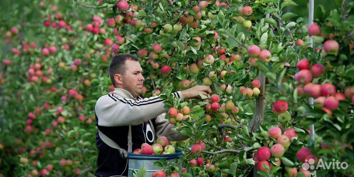 Работник по сборке яблок в саду с проживанием