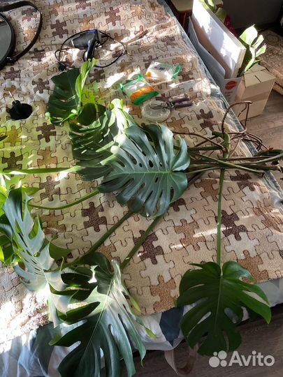 Монстера привлекательная