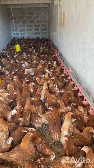 Куры молодки