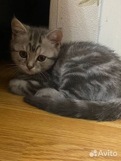 Шотландский прямоухий котенок