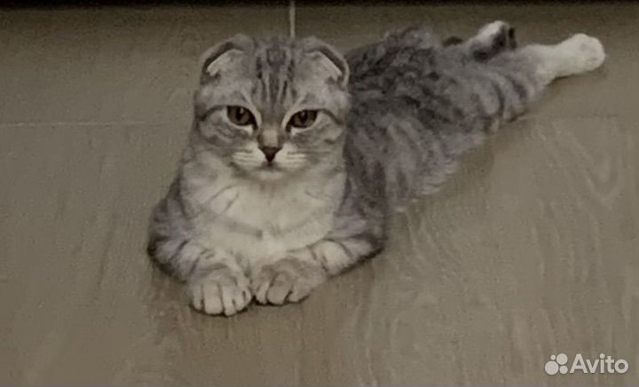 Котёнок в дар