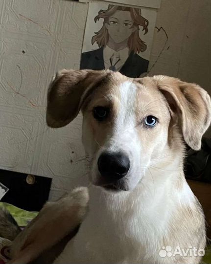 Собака в добрые руки