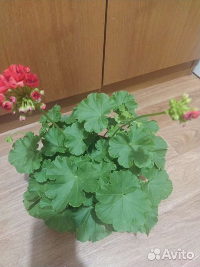 Пеларгония герань