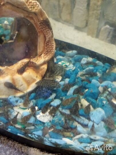 Сомики анциструсы, Кладофора, Креветки Вишня