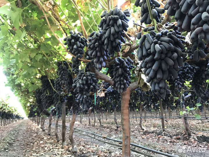 Саженцы вегетирующиего винограда кишмиш Аватар