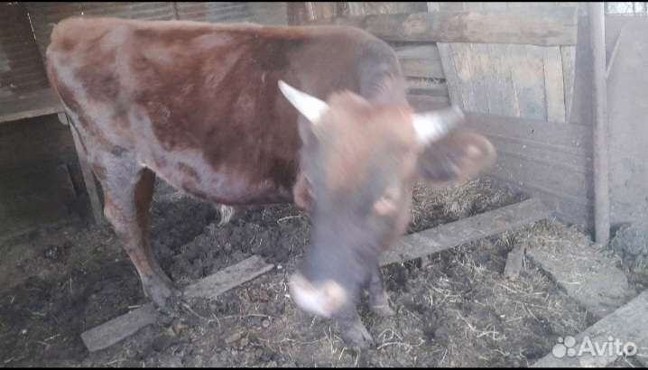 Бык,корова на мясо