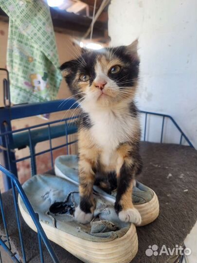 Кошка в дар