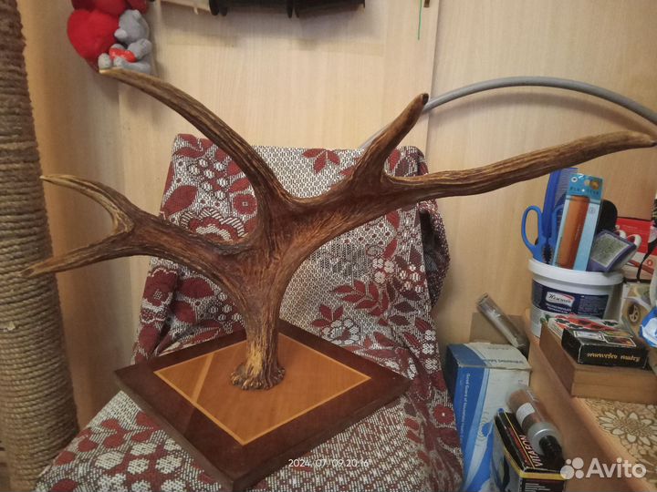 Рога лося