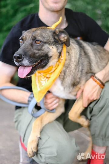 Собака ищет дом