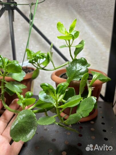 Цветы в горшках и без