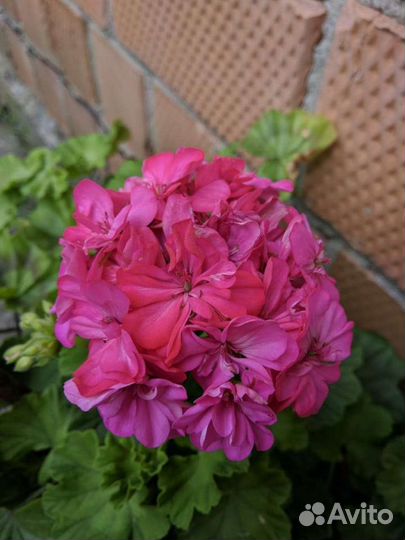 Пеларгония зональная (герань) - взрослые кусты