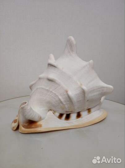 Ракушка морская большая