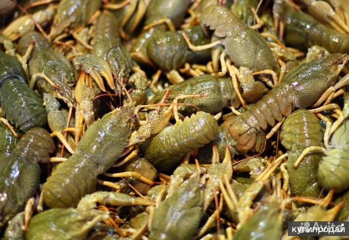 Раки живые и варёные