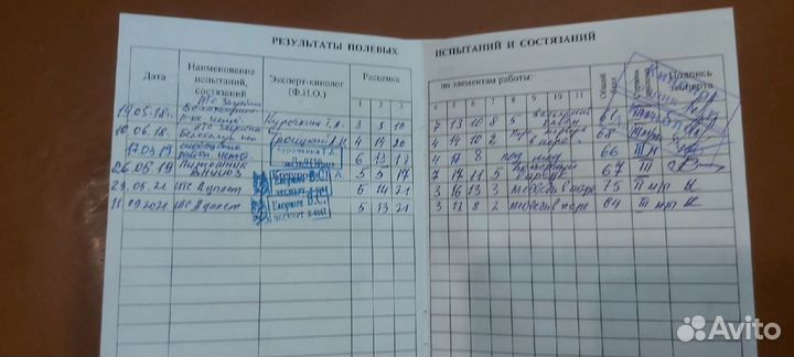 Готовятся к продаже щенки русско-европейская лайка