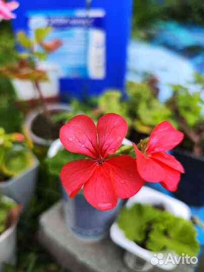 Пеларгония герань