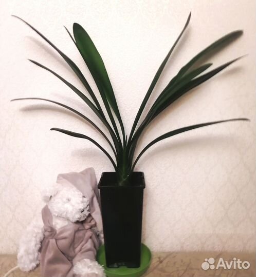 Комнатные цветы кливия