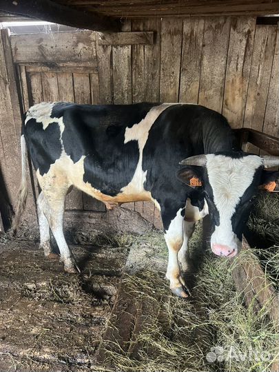 Продам бычка 16 месяцев