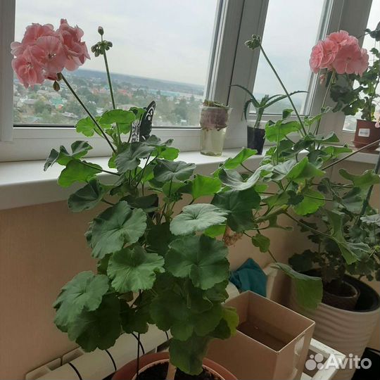 Герань пеларгония