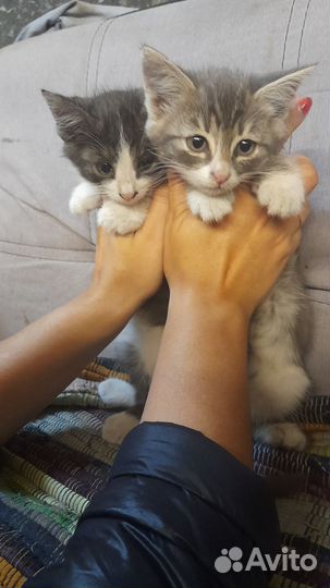 Котята 2,5 мес мальчики