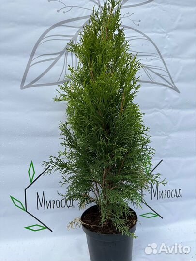 Туя Смарагд