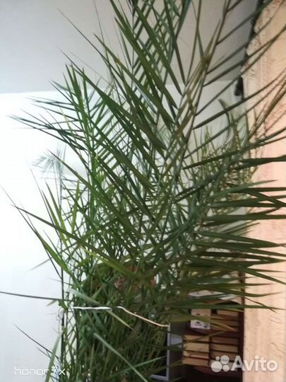 Финиковая пальма